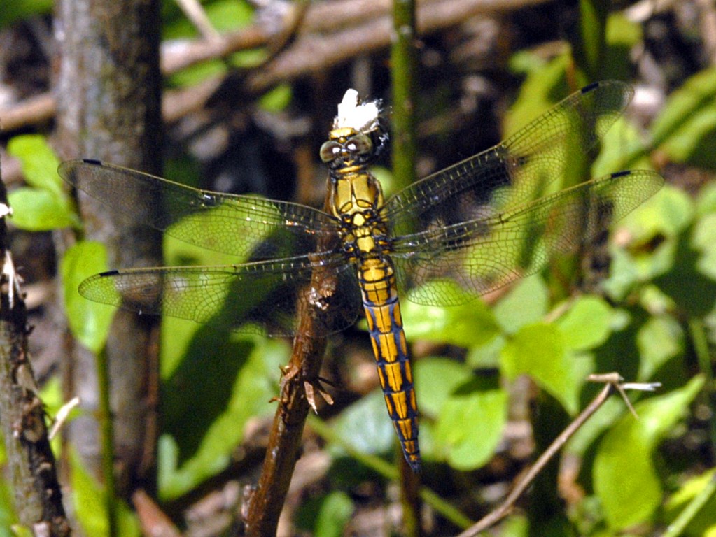 Una bella libellula ... a pranzo - da identificare